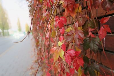 Close-up of red flowering plant during autumn