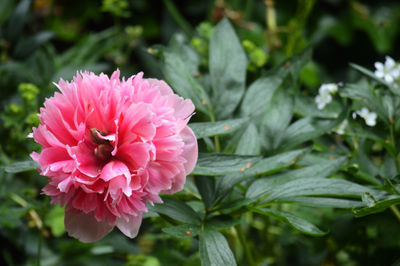 Close-up of pink rose flower