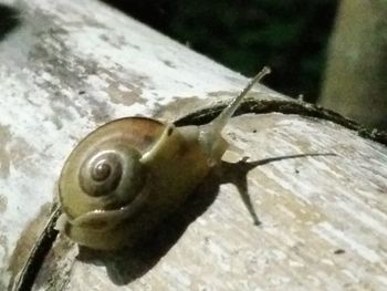 Close-up of snail on wood