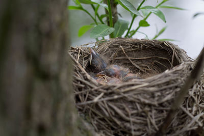 High angle view of bird in nest