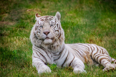 Tiger in a field