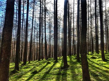 Pine trees in forest