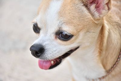 Close-up of a dog looking away