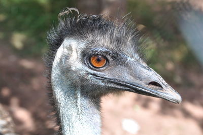 Emu looking good