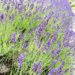 Close-up of lavender flowers blooming on field