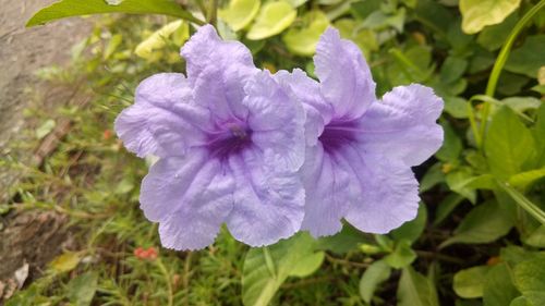 Close-up of purple flowers blooming outdoors