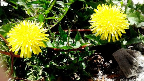 Close-up of yellow flowers blooming outdoors