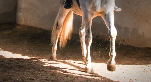 Two horses in pasture