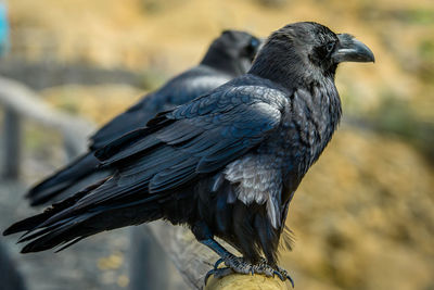 Close-up of bird perching