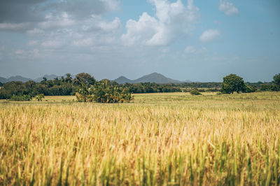 Scenic view of agricultural field against sky