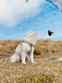 View of dog on field against sky