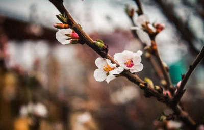 Close-up of cherry blossoms in spring