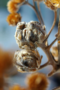 Close-up of wilted flower