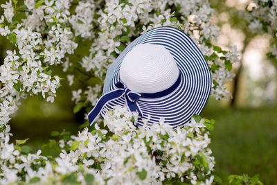 Striped hat on white cherry blossoms