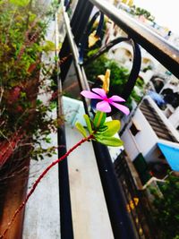 Close-up of pink flower pot