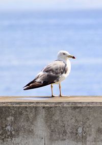 Seagull perching on wall