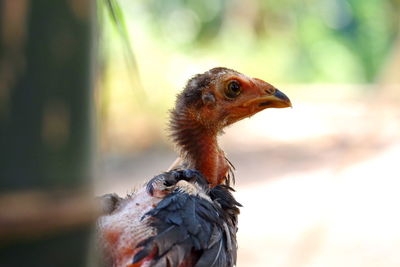 Close-up of a bird