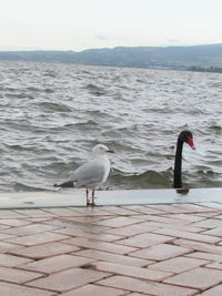 Swan on water