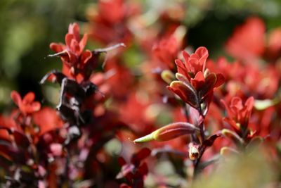 Close-up of red flowers blooming outdoors