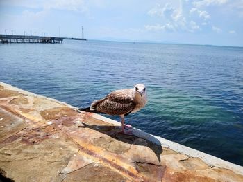 Seagull perching on a sea