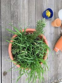 Directly above shot of potted plants