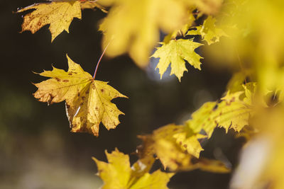 Close-up of yellow maple leaves