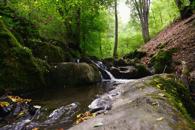 River flowing through forest