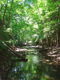 View of trees in forest