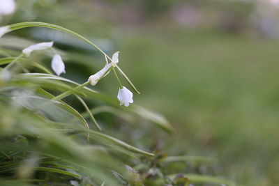 Close-up of flowers against blurred background