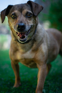 Portrait of dog standing on field