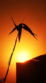 Close-up of silhouette bird against sky during sunset