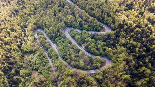 Aerial view of road amidst trees in forest