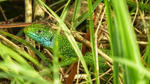 Close-up of a lizard on land