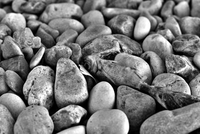 Full frame shot of pebbles