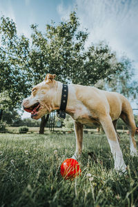 View of a dog with ball on field