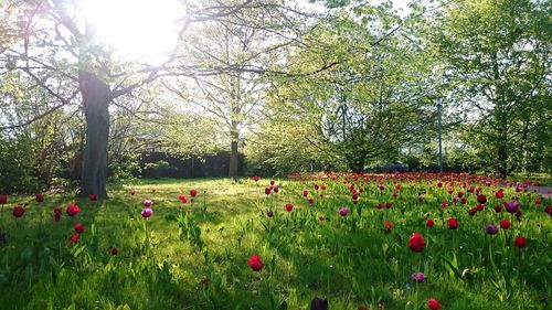 Flowers growing in field