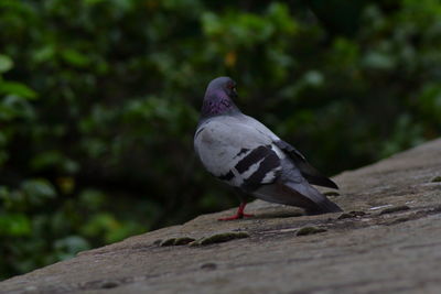 Close-up of pigeon perching on a wall