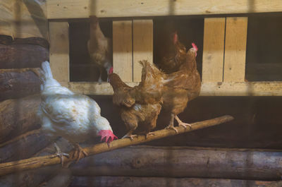 High angle view of bird in cage