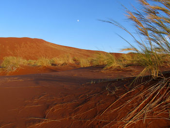 Surface level of countryside landscape against clear blue sky