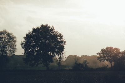 Silhouette of tree against sky