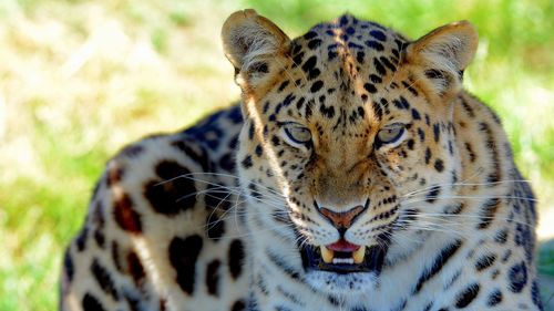 Close-up portrait of a tiger