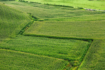 Scenic view of agricultural field