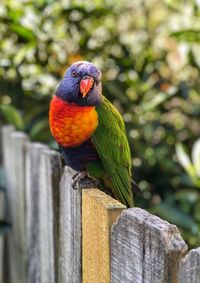 Close-up of parrot perching on wooden post