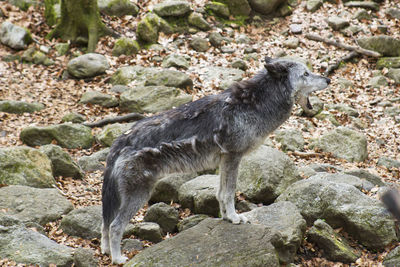 High angle view of fox on rock