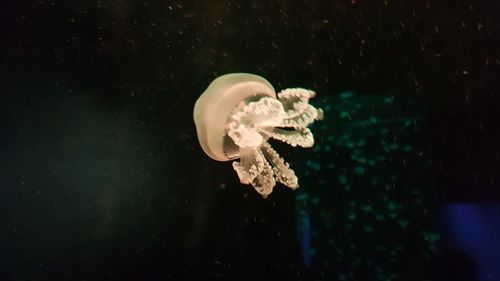 Close-up of jellyfish swimming in sea