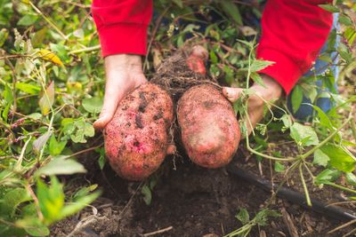 Close-up of person picking vegetable on field