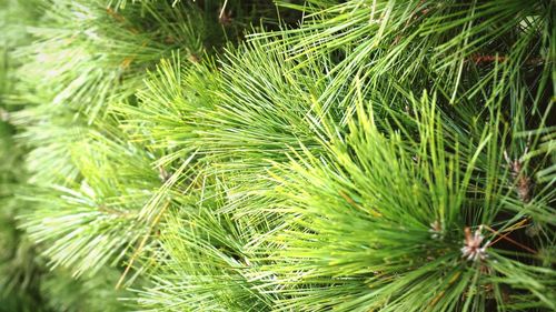 Close-up of pine tree