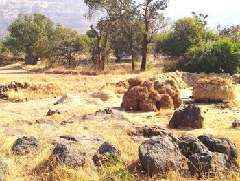 Rocks on field against trees