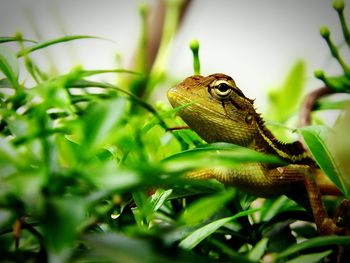 Close-up of lizard on plant