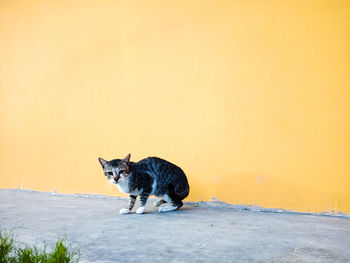 Portrait of black cat on wall